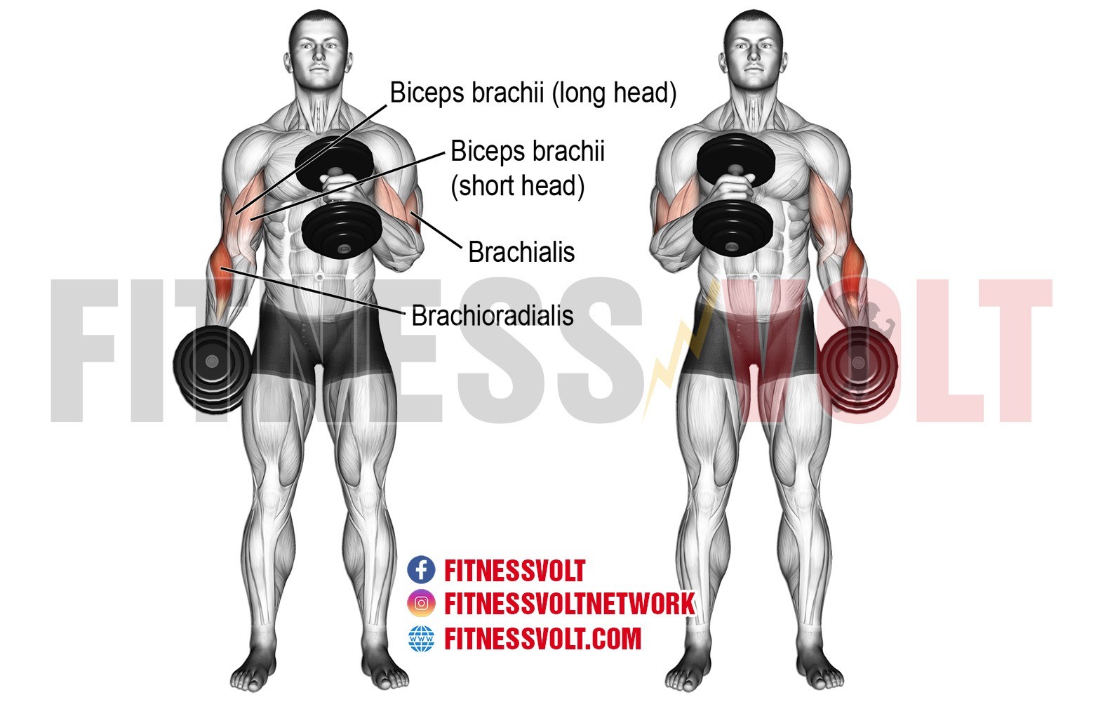 Cross Body Hammer Curls Vs Regular