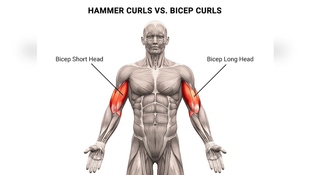 Hammer Bicep Curl Vs Curl