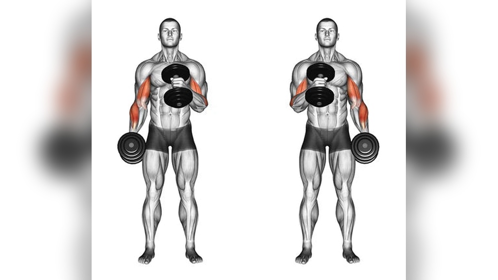 Hammer Curls Vs Dumbbell Curls